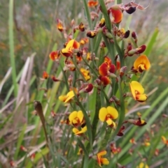 Bossiaea bombayensis at Bombay, NSW - 21 Sep 2023