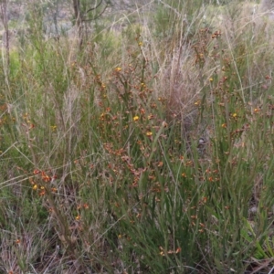 Bossiaea bombayensis at Bombay, NSW - 21 Sep 2023