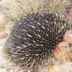 Tachyglossus aculeatus (Short-beaked Echidna) at QPRC LGA - 21 Sep 2023 by MatthewFrawley