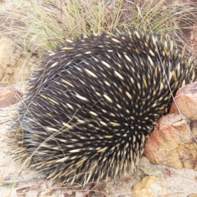 Tachyglossus aculeatus (Short-beaked Echidna) at QPRC LGA - 21 Sep 2023 by MatthewFrawley