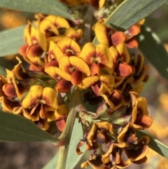 Daviesia mimosoides subsp. mimosoides at Wanniassa Hill - 21 Sep 2023 by AnneG1