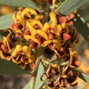 Daviesia mimosoides subsp. mimosoides at Tuggeranong, ACT - 21 Sep 2023