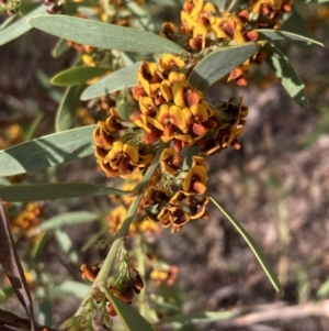 Daviesia mimosoides subsp. mimosoides at Tuggeranong, ACT - 21 Sep 2023