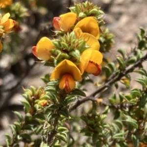 Pultenaea procumbens at Tuggeranong, ACT - 21 Sep 2023