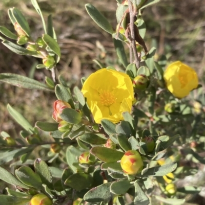 Hibbertia obtusifolia (Grey Guinea-flower) at Wanniassa Hill - 21 Sep 2023 by AnneG1