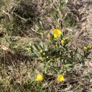 Hibbertia obtusifolia at Fadden, ACT - 21 Sep 2023 03:08 PM