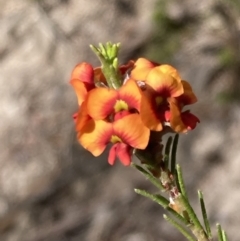 Dillwynia sericea (Egg And Bacon Peas) at Tuggeranong, ACT - 21 Sep 2023 by AnneG1