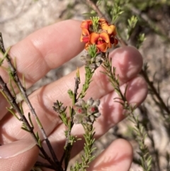 Dillwynia sericea at Tuggeranong, ACT - 21 Sep 2023