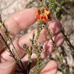 Dillwynia sericea at Tuggeranong, ACT - 21 Sep 2023