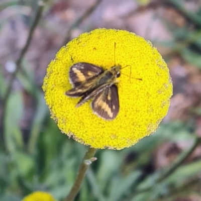 Taractrocera papyria (White-banded Grass-dart) at Sth Tablelands Ecosystem Park - 21 Sep 2023 by galah681