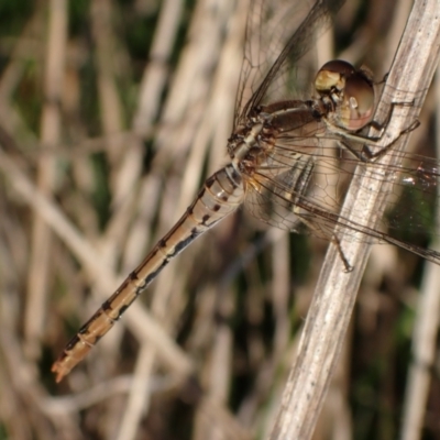 Diplacodes bipunctata (Wandering Percher) at Murrumbateman, NSW - 20 Sep 2023 by SimoneC