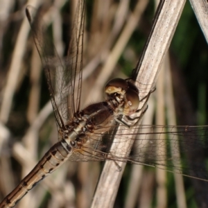 Diplacodes bipunctata at Murrumbateman, NSW - 20 Sep 2023