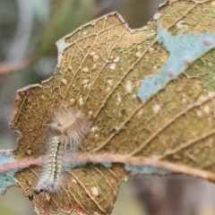 Uraba lugens (Gumleaf Skeletonizer) at Molonglo Valley, ACT - 21 Sep 2023 by galah681