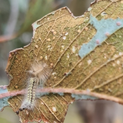 Uraba lugens (Gumleaf Skeletonizer) at Molonglo Valley, ACT - 21 Sep 2023 by galah681