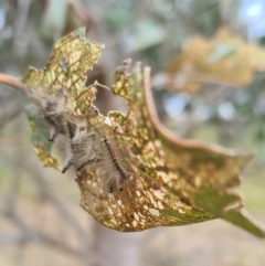 Uraba lugens at Molonglo Valley, ACT - 21 Sep 2023