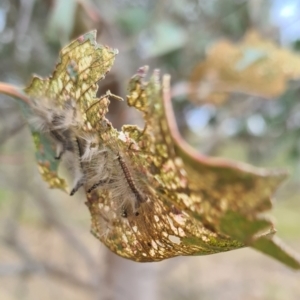 Uraba lugens at Molonglo Valley, ACT - 21 Sep 2023 11:03 AM