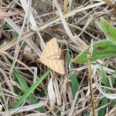 Scopula rubraria (Reddish Wave, Plantain Moth) at Molonglo Valley, ACT - 21 Sep 2023 by galah681