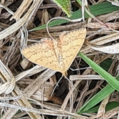 Scopula rubraria at Molonglo Valley, ACT - 21 Sep 2023 11:27 AM