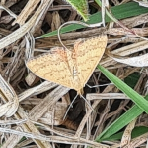 Scopula rubraria at Molonglo Valley, ACT - 21 Sep 2023