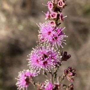 Kunzea parvifolia at Tuggeranong, ACT - 21 Sep 2023 03:29 PM