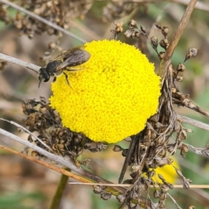 Lasioglossum (Chilalictus) sp. (genus & subgenus) at Molonglo Valley, ACT - 21 Sep 2023