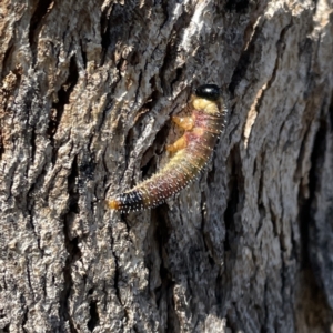 Perginae sp. (subfamily) at Russell, ACT - 20 Sep 2023