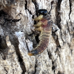 Perginae sp. (subfamily) at Russell, ACT - 20 Sep 2023