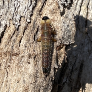 Perginae sp. (subfamily) at Russell, ACT - 20 Sep 2023