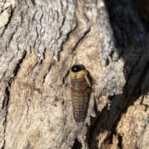 Perginae sp. (subfamily) at Russell, ACT - 20 Sep 2023