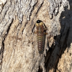 Perginae sp. (subfamily) at Russell, ACT - 20 Sep 2023