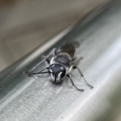 Pison sp. (genus) at Russell, ACT - 21 Sep 2023