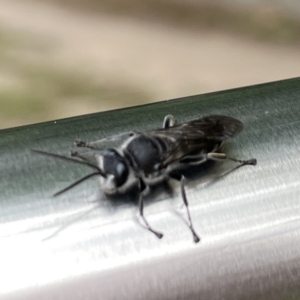 Pison sp. (genus) at Russell, ACT - 21 Sep 2023