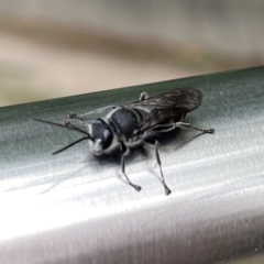 Pison sp. (genus) at Russell, ACT - 21 Sep 2023