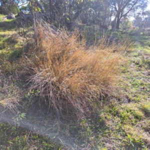 Aristida ramosa at Cook, ACT - 4 Aug 2023