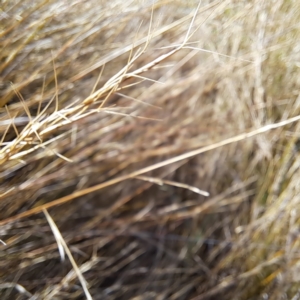 Aristida ramosa at Cook, ACT - 4 Aug 2023