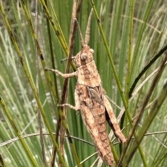 Coryphistes ruricola (Bark-mimicking Grasshopper) at Paddys River, ACT - 21 Sep 2023 by jac