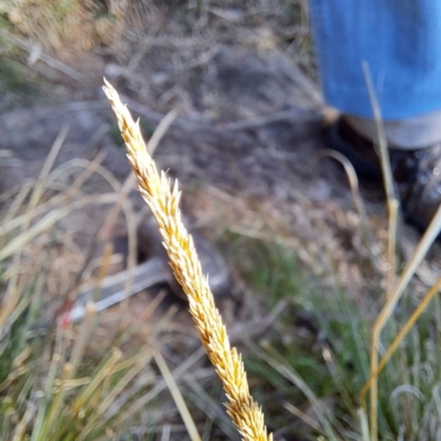 Sporobolus africanus (Parramatta Grass, Rat's Tail Grass) at Cook, ACT - 7 Aug 2023 by SarahHnatiuk