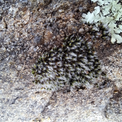 Campylopus (A moss) at Mount Painter - 3 Jul 2023 by SarahHnatiuk