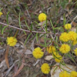 Acacia brownii at Bombay, NSW - 21 Sep 2023 02:48 PM