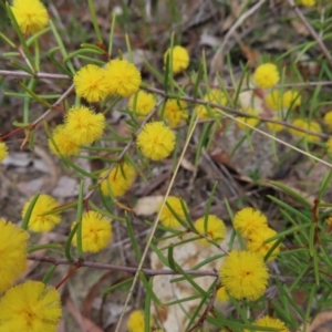 Acacia brownii at Bombay, NSW - 21 Sep 2023 02:48 PM