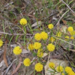 Acacia brownii at Bombay, NSW - 21 Sep 2023 02:48 PM