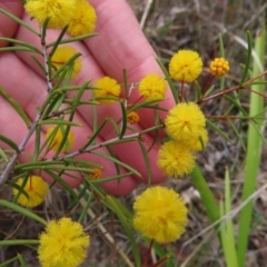 Acacia brownii at Bombay, NSW - 21 Sep 2023 02:48 PM