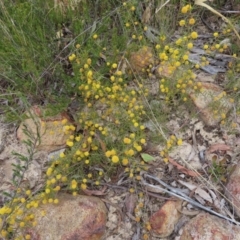 Acacia brownii at Bombay, NSW - 21 Sep 2023 02:48 PM