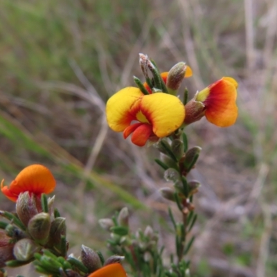 Dillwynia sericea (Egg And Bacon Peas) at Bombay, NSW - 21 Sep 2023 by MatthewFrawley