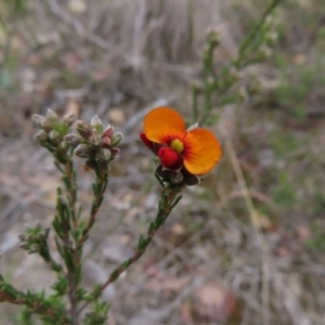 Dillwynia sericea at Bombay, NSW - 21 Sep 2023