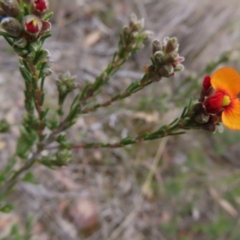 Dillwynia sericea at Bombay, NSW - 21 Sep 2023