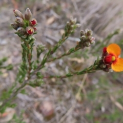 Dillwynia sericea at Bombay, NSW - 21 Sep 2023