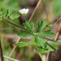 Geranium solanderi (Native Geranium) at Chiltern, VIC - 7 Sep 2023 by KylieWaldon