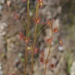 Drosera (genus) (A Sundew) at Chiltern, VIC - 7 Sep 2023 by KylieWaldon