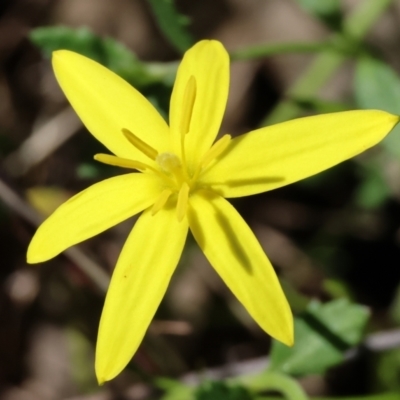 Pauridia vaginata (Yellow Star) at Chiltern, VIC - 7 Sep 2023 by KylieWaldon